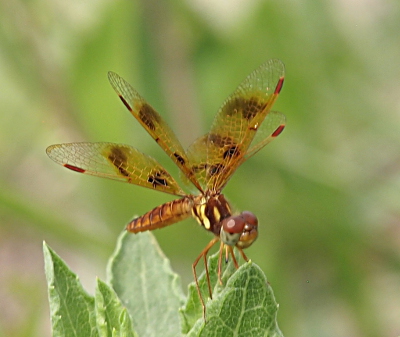 [An eastern amberwing is perched on a leaf facing the camera. The eyes are maroon-colored while the rest of the face is green. The thorax is yellow and brown striped. The rest of the body is light brown.]